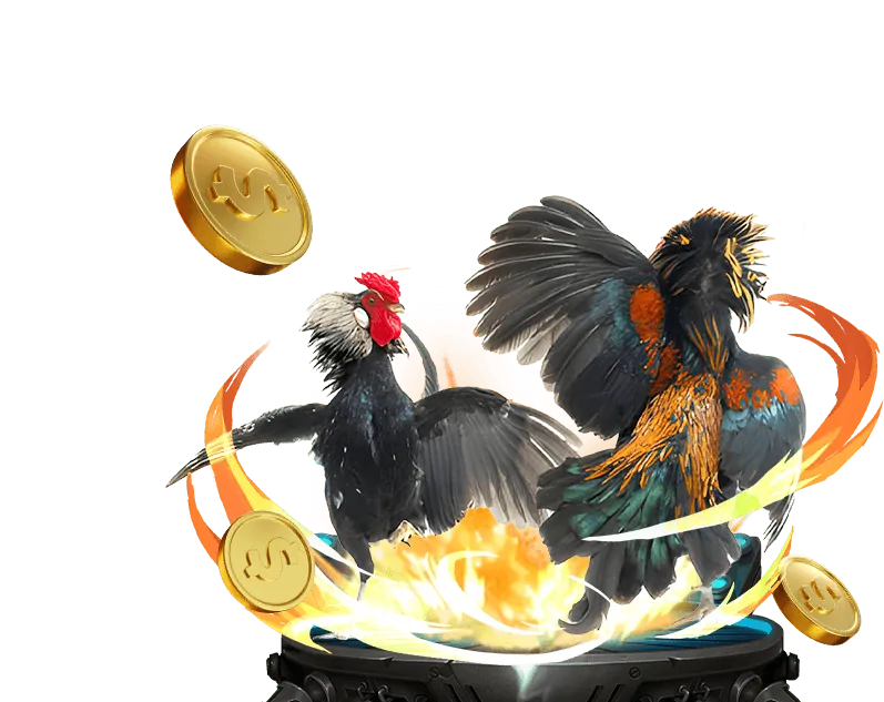 Gà Wala trong đá gà lucky8 đăng nhập